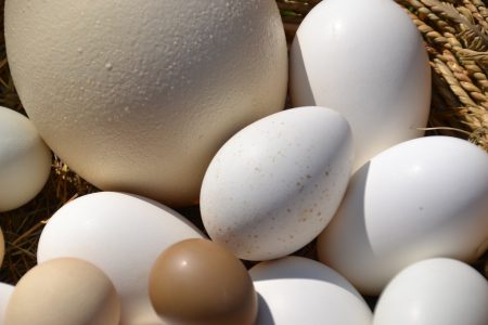 egg-4091761_1920